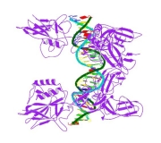 Human RelA (p65) NF-kappa B (NF-kB, Nuclear Factor-kappa B) ELISA Assay Kit (Part No. NFKB-ELISA(h))